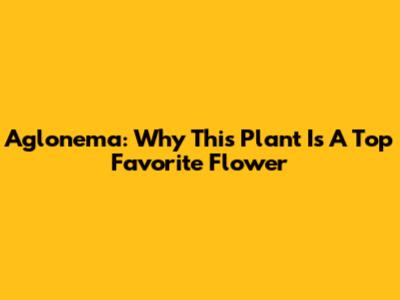 Aglonema: Why This Plant Is A Top Favorite Flower