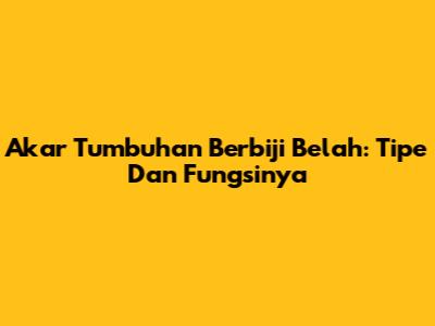Akar Tumbuhan Berbiji Belah: Tipe Dan Fungsinya