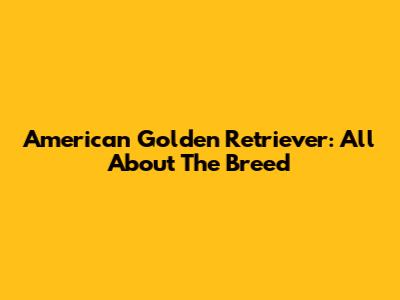 American Golden Retriever: All About The Breed
