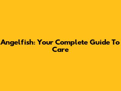 Angelfish: Your Complete Guide To Care