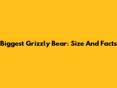Biggest Grizzly Bear: Size And Facts