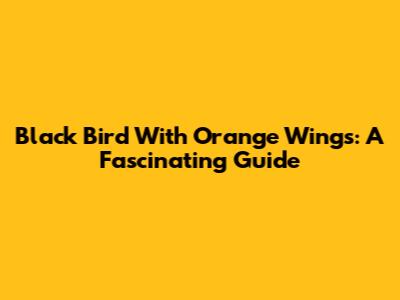 Black Bird With Orange Wings: A Fascinating Guide