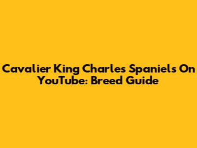 Cavalier King Charles Spaniels On YouTube: Breed Guide