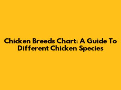 Chicken Breeds Chart: A Guide To Different Chicken Species