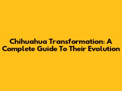 Chihuahua Transformation: A Complete Guide To Their Evolution