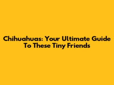 Chihuahuas: Your Ultimate Guide To These Tiny Friends