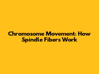 Chromosome Movement: How Spindle Fibers Work