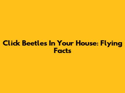Click Beetles In Your House: Flying Facts