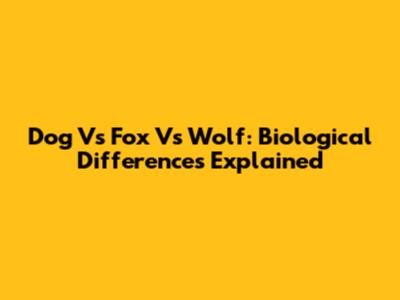 Dog Vs Fox Vs Wolf: Biological Differences Explained