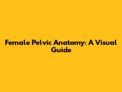 Female Pelvic Anatomy: A Visual Guide
