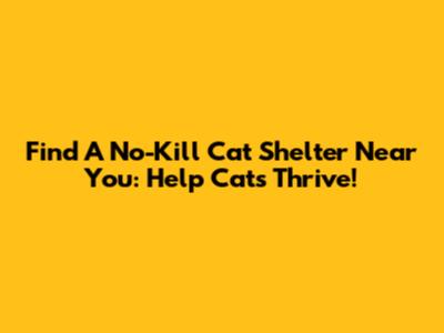 Find A No-Kill Cat Shelter Near You: Help Cats Thrive!