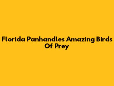 Florida Panhandle's Amazing Birds Of Prey