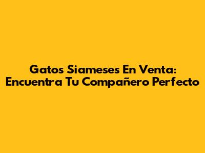 Gatos Siameses En Venta: Encuentra Tu Compañero Perfecto