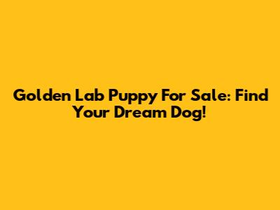 Golden Lab Puppy For Sale: Find Your Dream Dog!