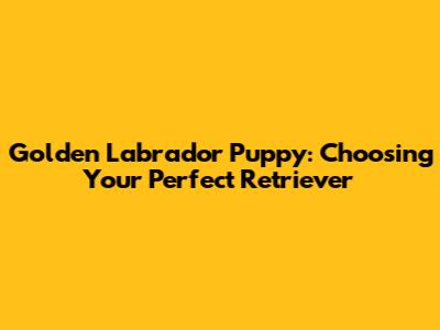 Golden Labrador Puppy: Choosing Your Perfect Retriever