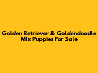 Golden Retriever & Goldendoodle Mix Puppies For Sale