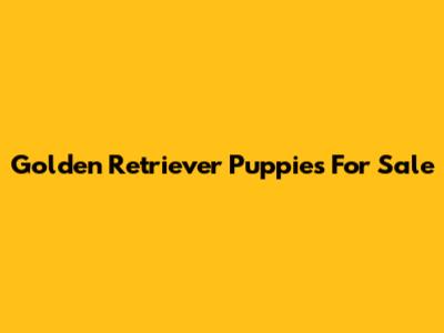 Golden Retriever Puppies For Sale