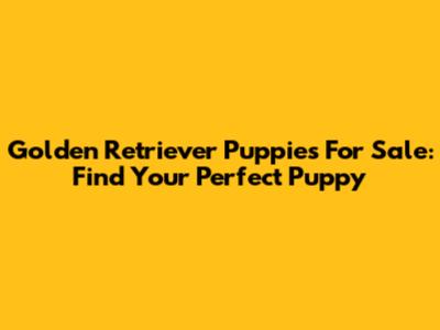Golden Retriever Puppies For Sale: Find Your Perfect Puppy