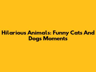 Hilarious Animals: Funny Cats And Dogs Moments