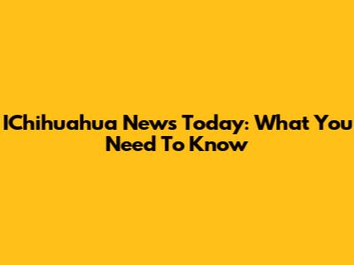 IChihuahua News Today: What You Need To Know