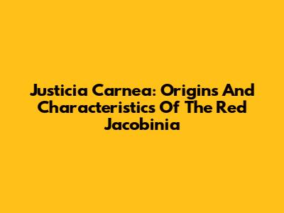 Justicia Carnea: Origins And Characteristics Of The Red Jacobinia