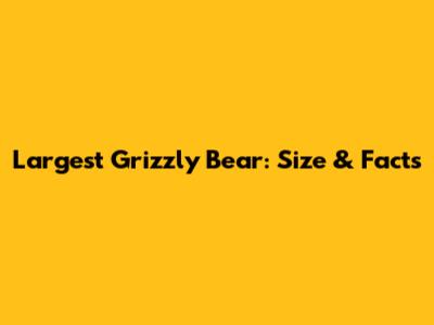 Largest Grizzly Bear: Size & Facts