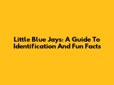 Little Blue Jays: A Guide To Identification And Fun Facts