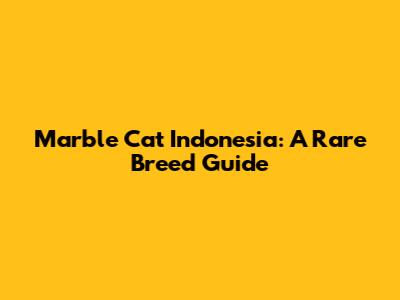 Marble Cat Indonesia: A Rare Breed Guide