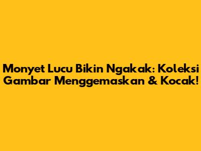 Monyet Lucu Bikin Ngakak: Koleksi Gambar Menggemaskan & Kocak!