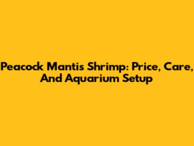 Peacock Mantis Shrimp: Price, Care, And Aquarium Setup