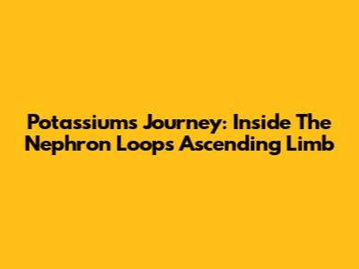 Potassium's Journey: Inside The Nephron Loop's Ascending Limb