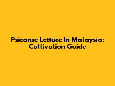 Psicanse Lettuce In Malaysia: Cultivation Guide