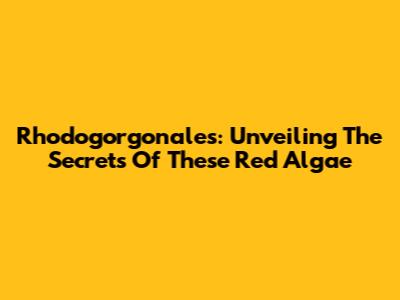 Rhodogorgonales: Unveiling The Secrets Of These Red Algae