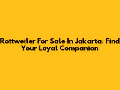 Rottweiler For Sale In Jakarta: Find Your Loyal Companion