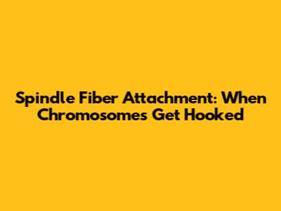 Spindle Fiber Attachment: When Chromosomes Get Hooked