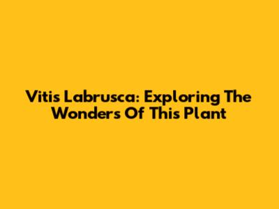 Vitis Labrusca: Exploring The Wonders Of This Plant